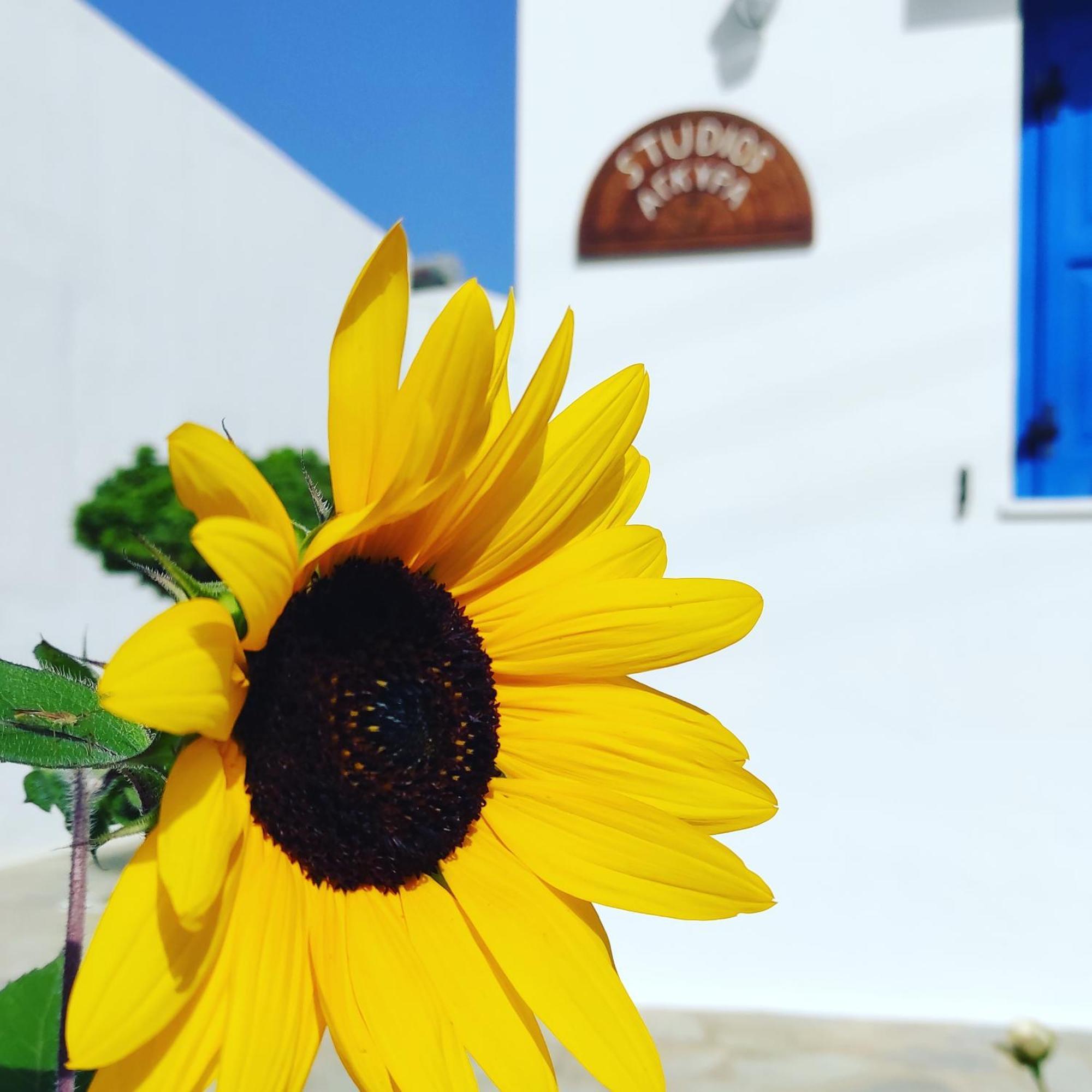 Studios Αγκυρα Livadi  Bagian luar foto